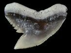 Fossil Tiger Shark Tooth - Lee Creek (Aurora), NC #47659-1